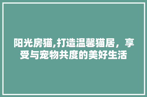 阳光房猫,打造温馨猫居，享受与宠物共度的美好生活